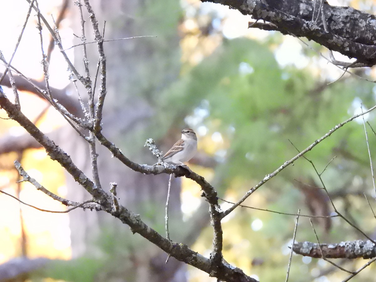 Chipping Sparrow - ML644824333