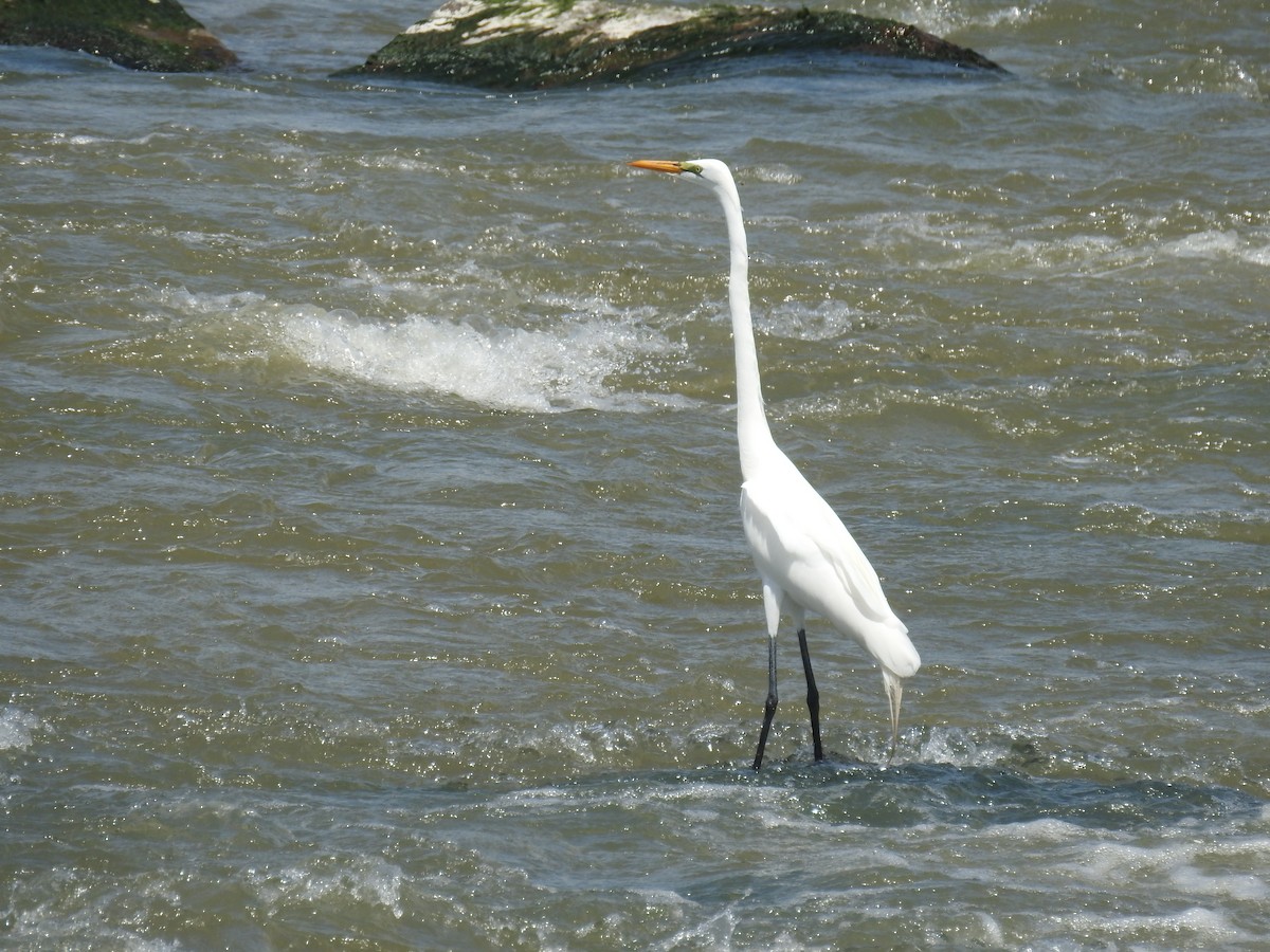 volavka bílá - ML644824353