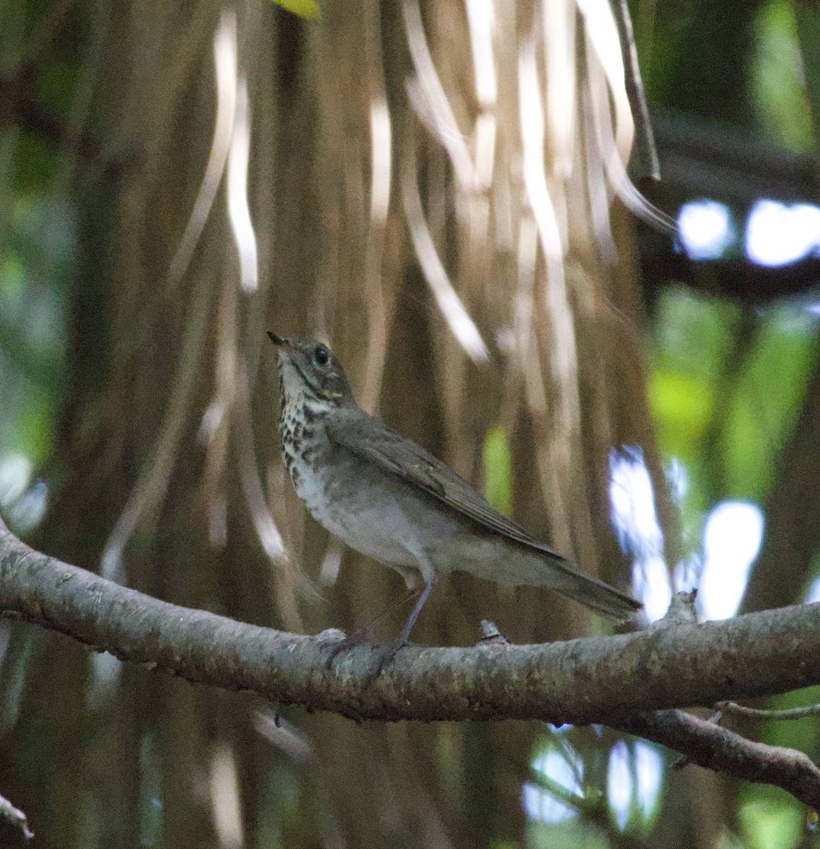 Gray-cheeked Thrush - ML644824364