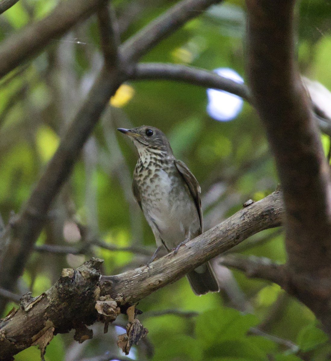 Gray-cheeked Thrush - ML644824365