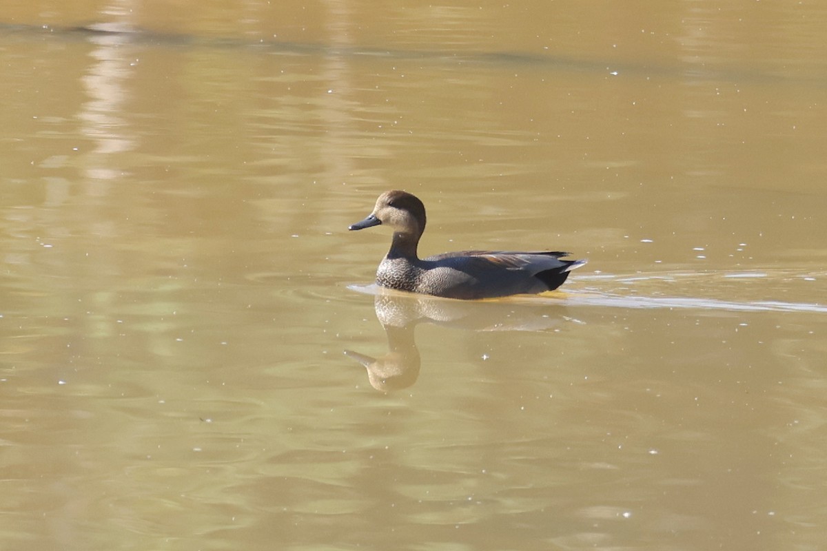 Серая утка - ML644824375