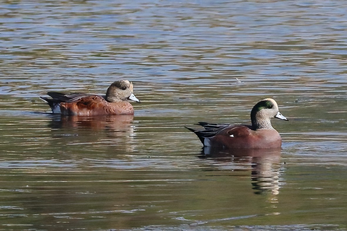 Amerika Fiyusu - ML644824383