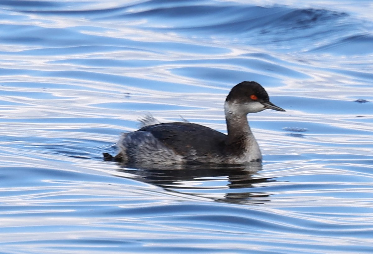 ハジロカイツブリ - ML644824385