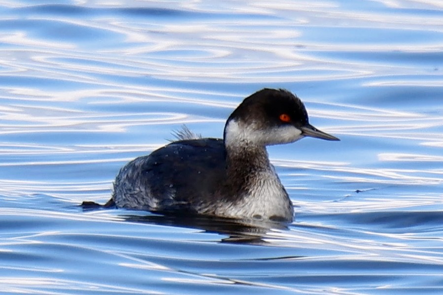 potápka černokrká - ML644824386