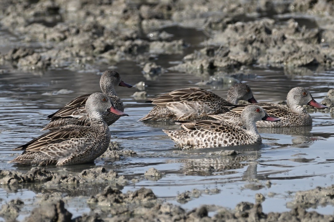 Cape Teal - ML644824389