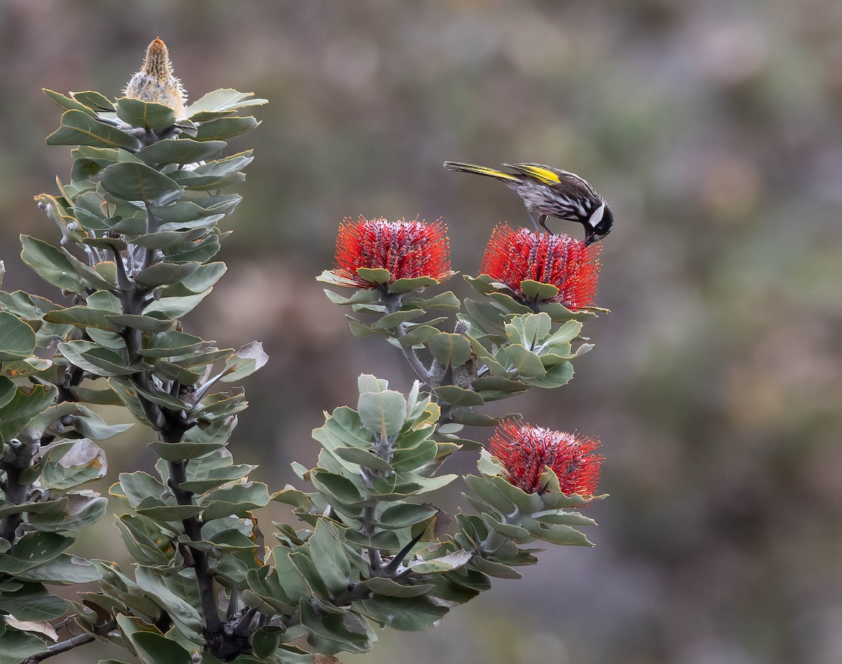 White-cheeked Honeyeater - ML644824390