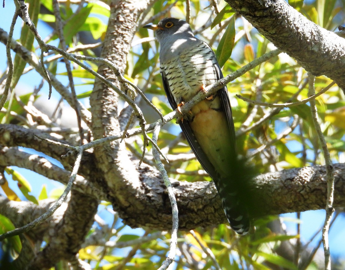 Мадагаскарская кукушка - ML644824392