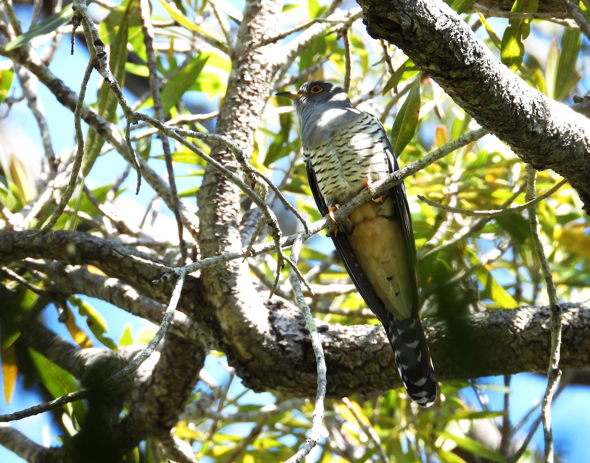 Мадагаскарская кукушка - ML644824411