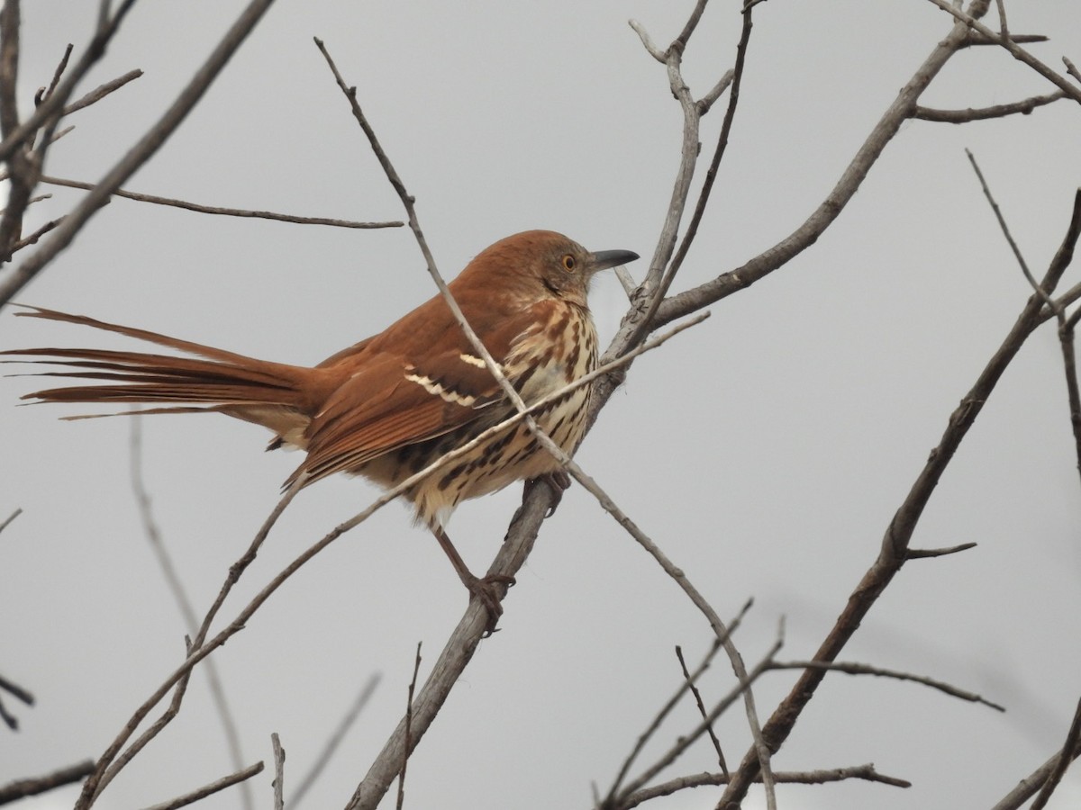 Brown Thrasher - ML644824430