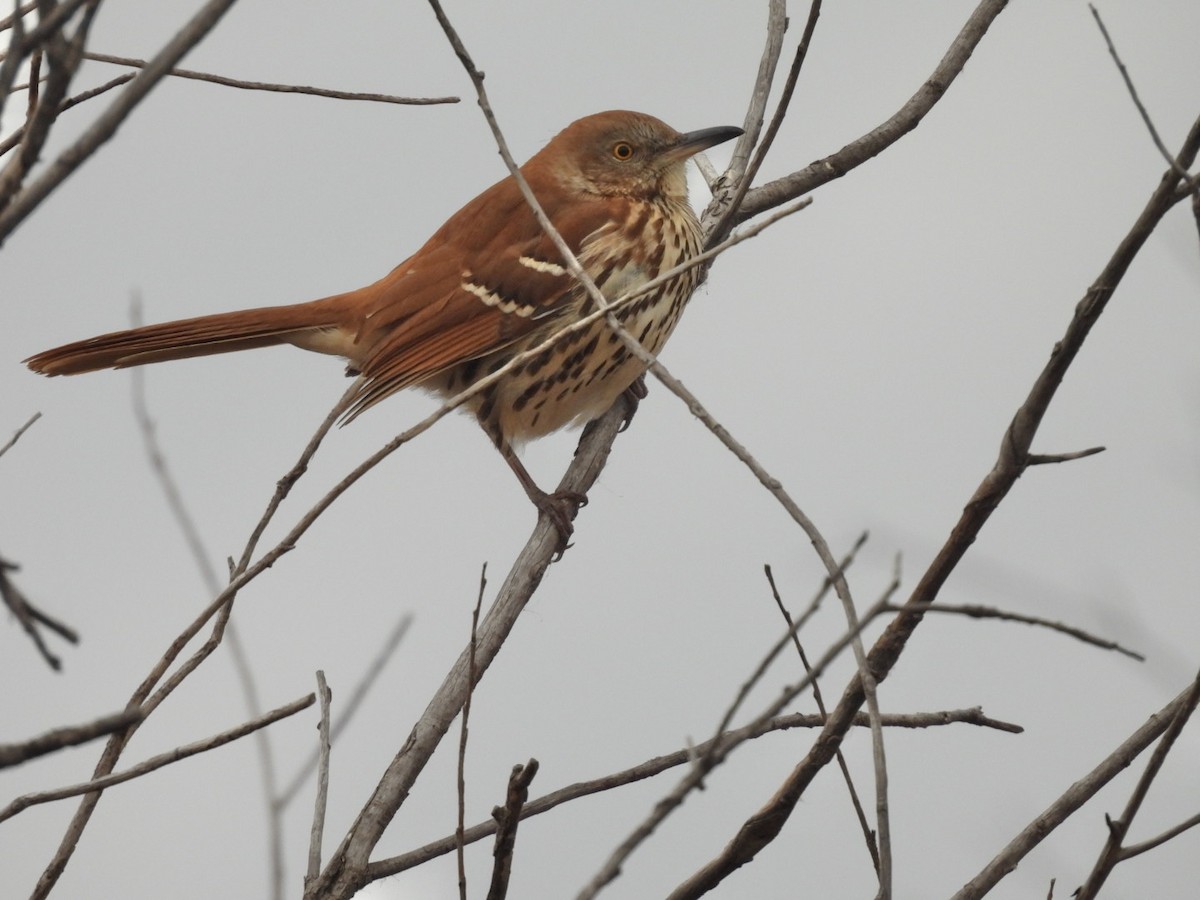 Brown Thrasher - ML644824431