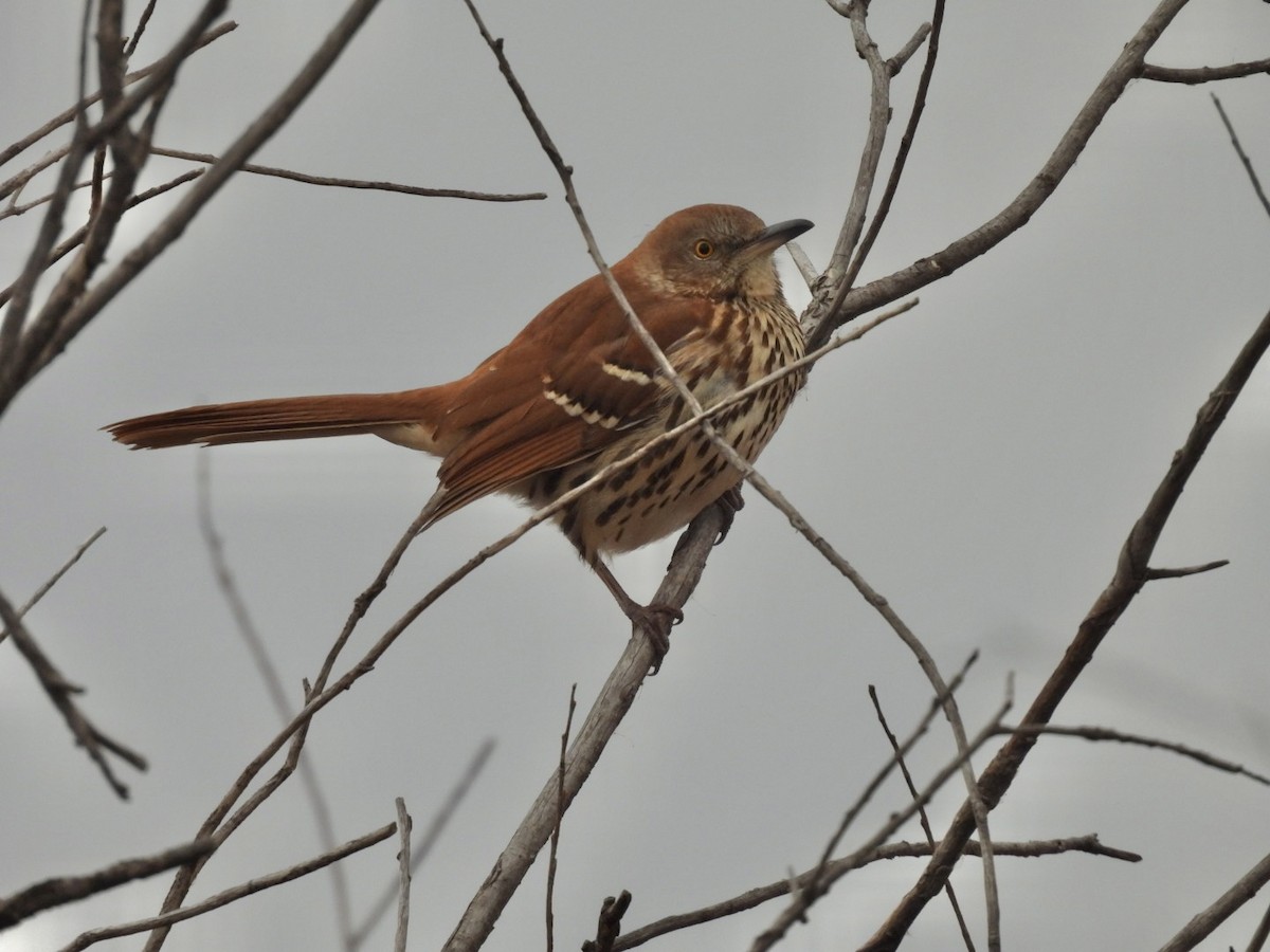 Brown Thrasher - ML644824432