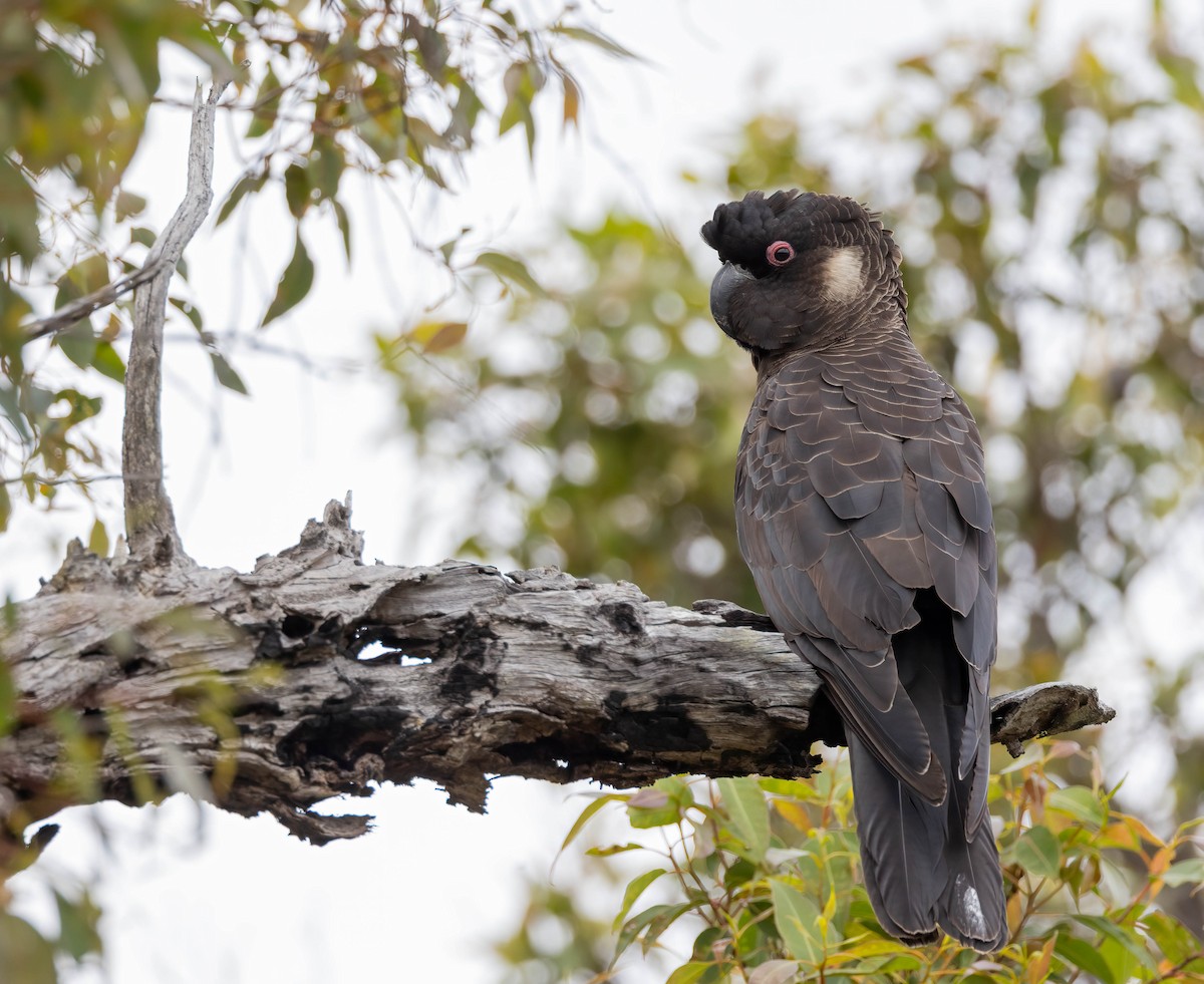 Carnaby's Black-Cockatoo - ML644824438