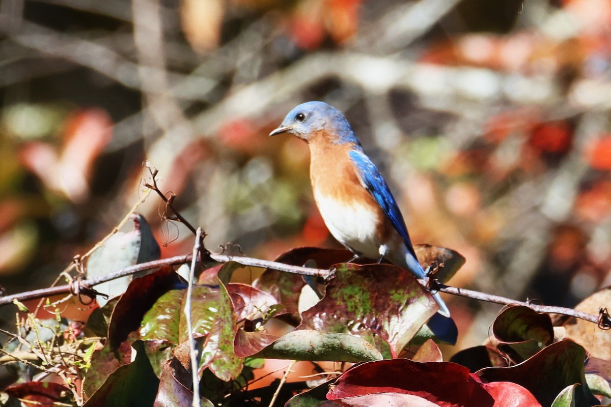 Doğulu Mavi Ardıç - ML644824446