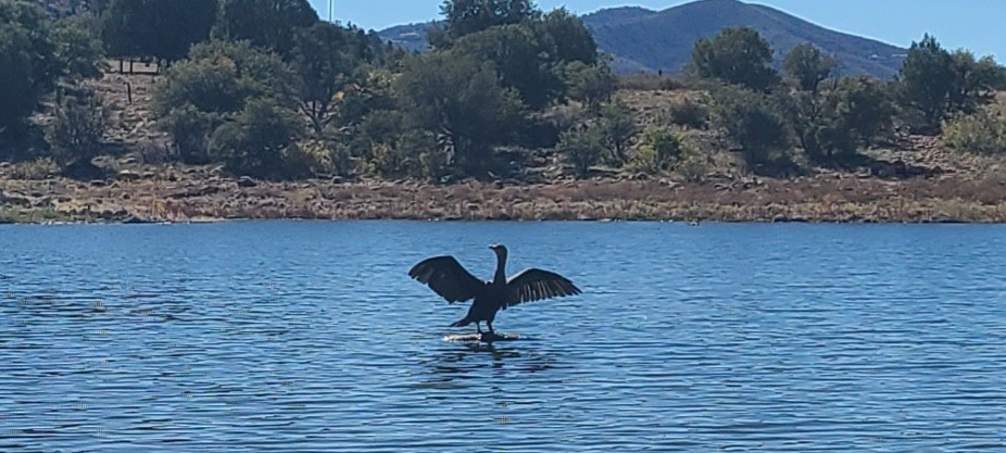 Double-crested Cormorant - ML644824451