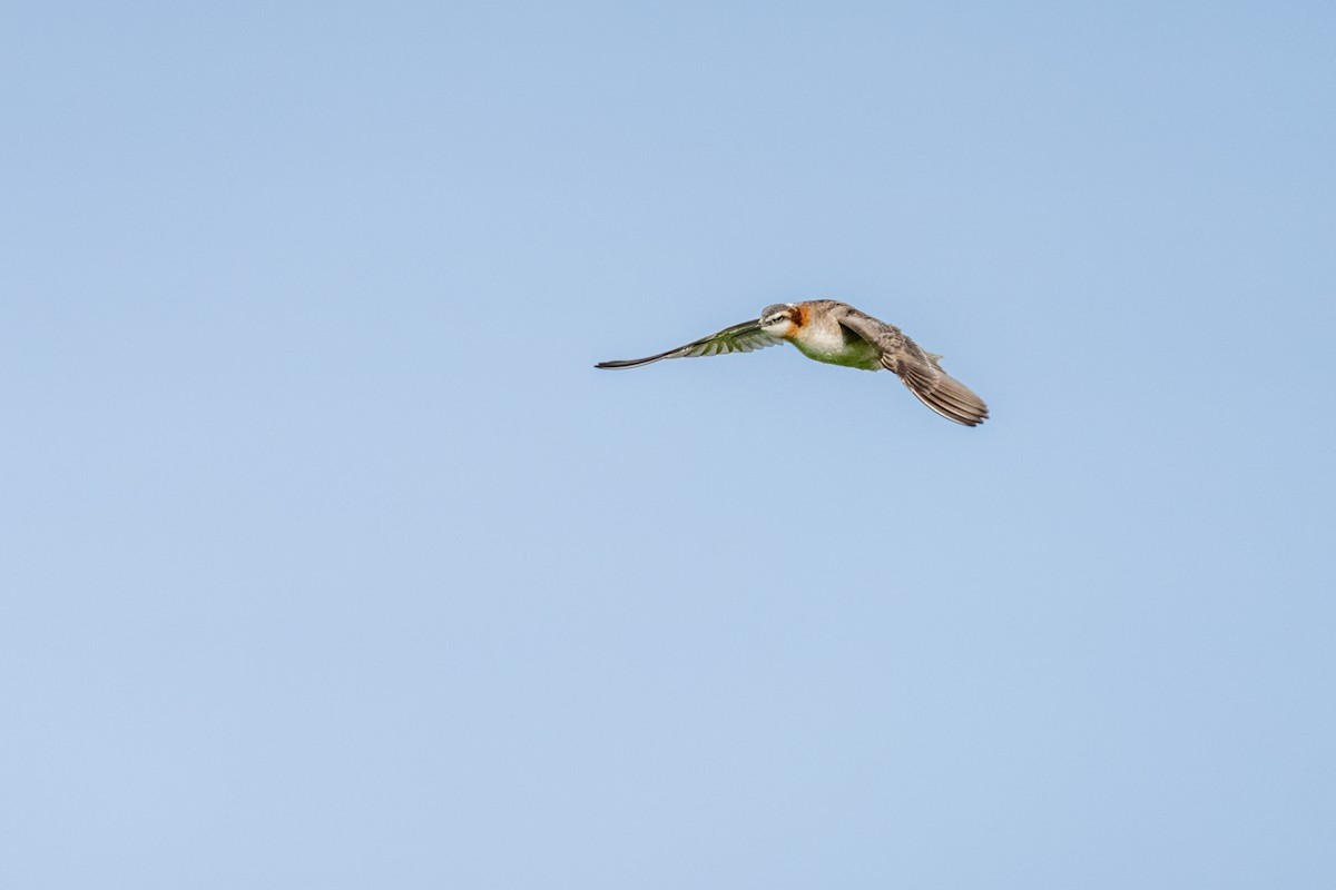 lyskonoh dlouhozobý - ML644824456