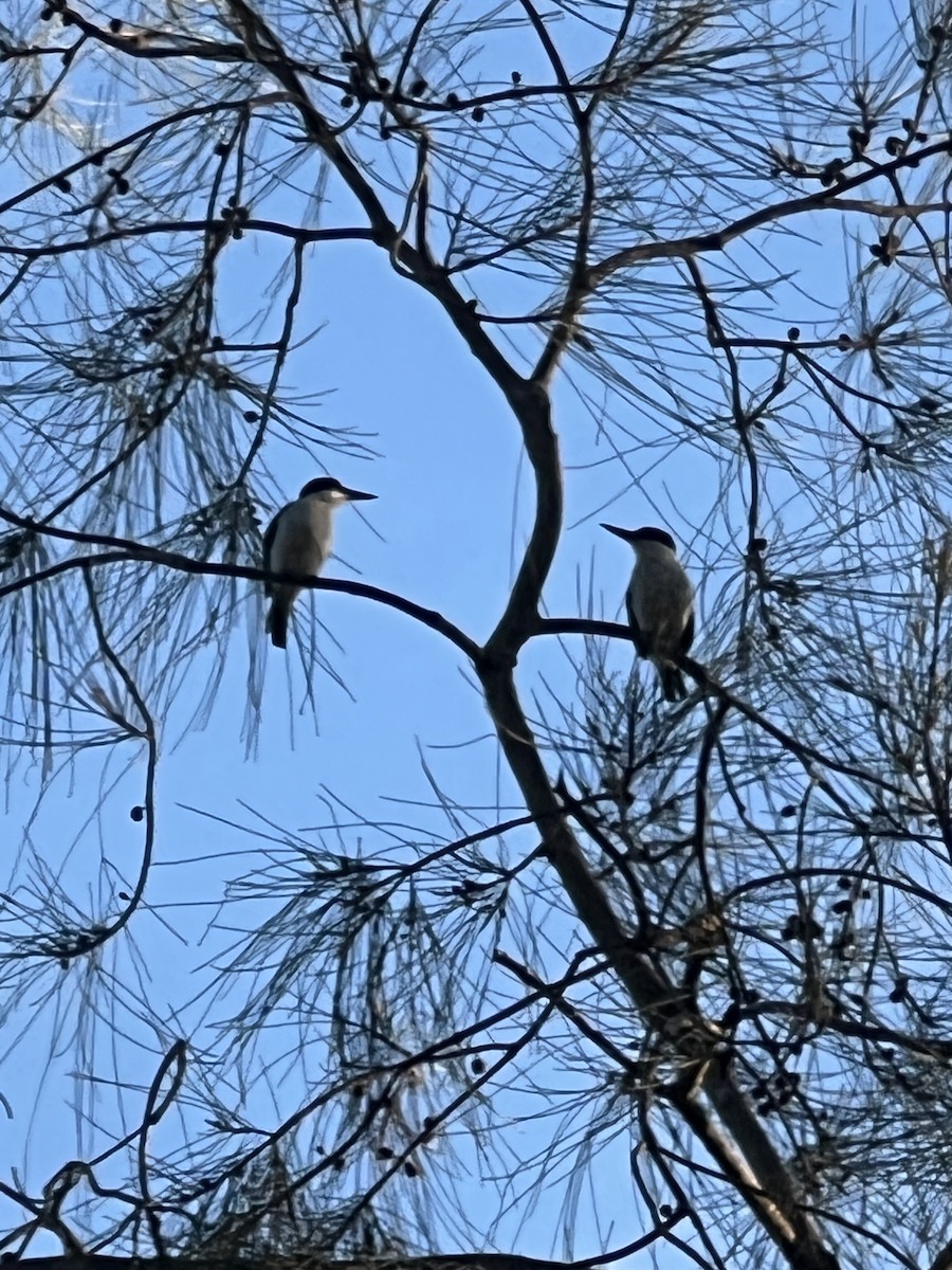 Forest Kingfisher - ML644824457