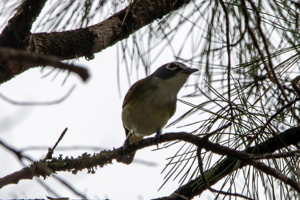 フタスジモズモドキ - ML644824458