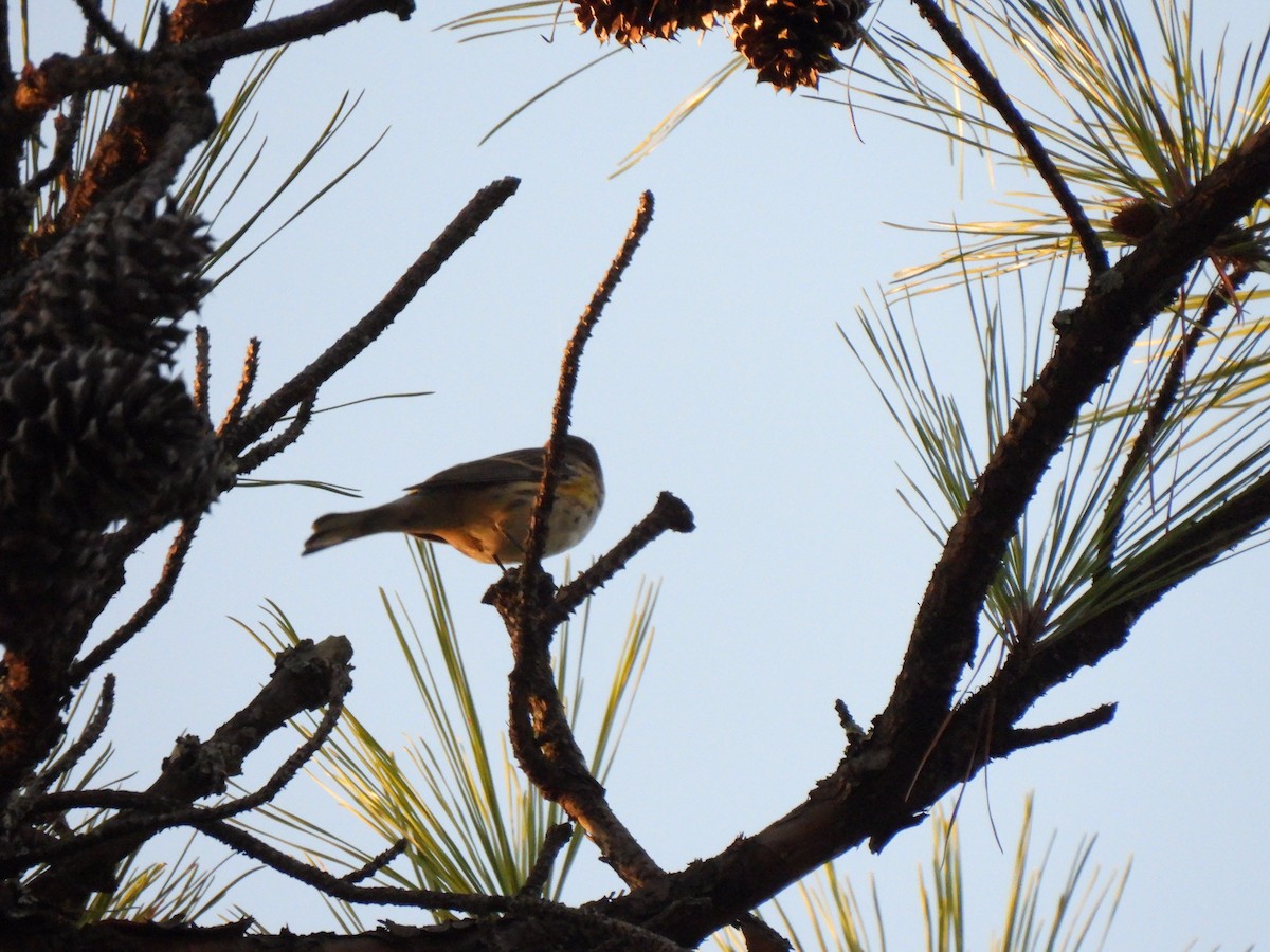 Yellow-rumped Warbler - ML644824459