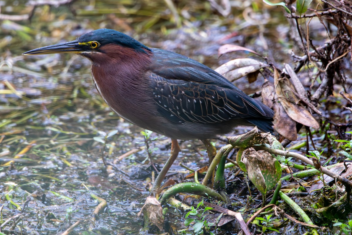 Green Heron - ML644824460
