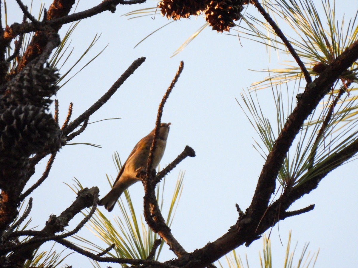 Yellow-rumped Warbler - ML644824461