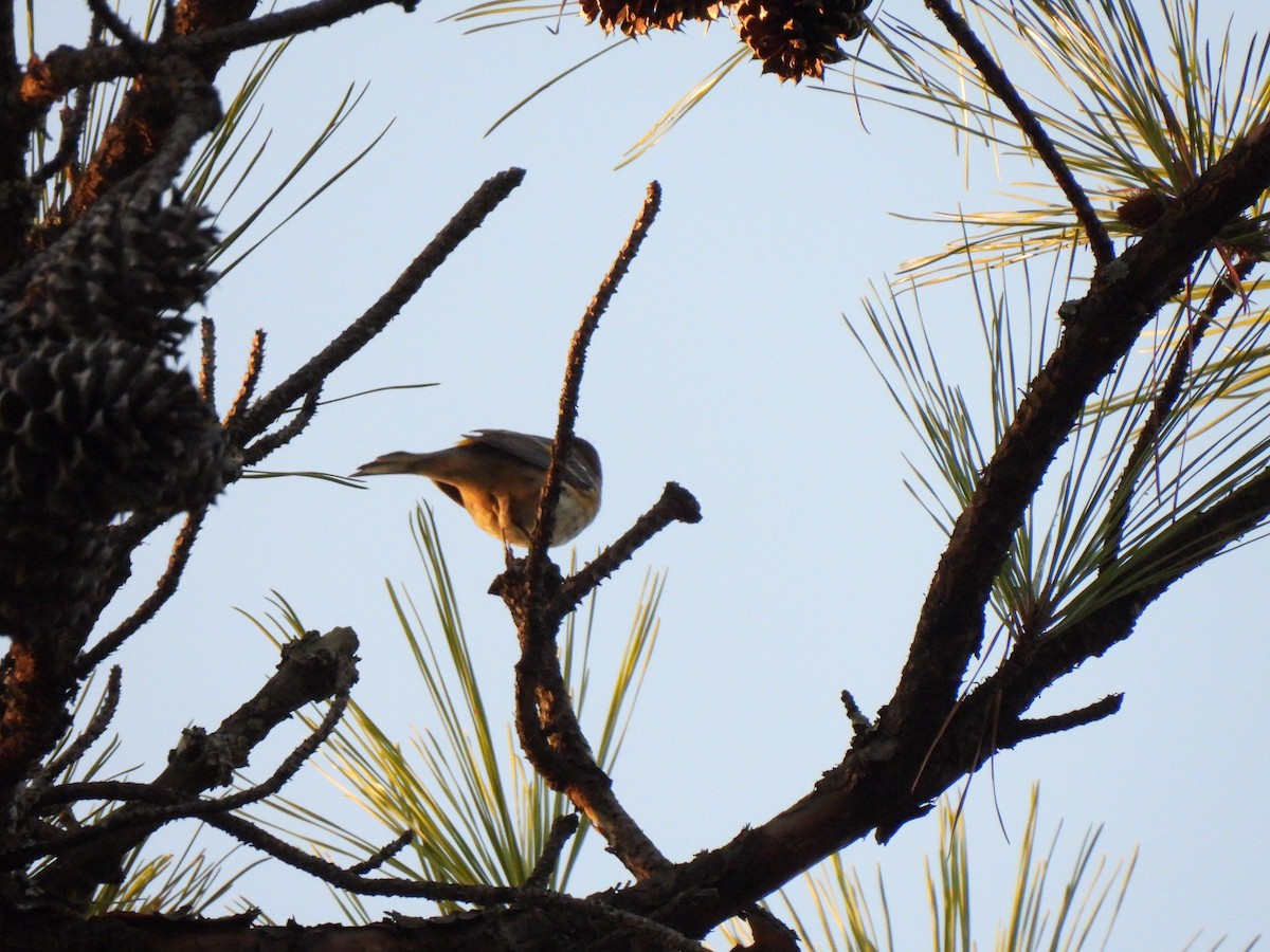Yellow-rumped Warbler - ML644824462