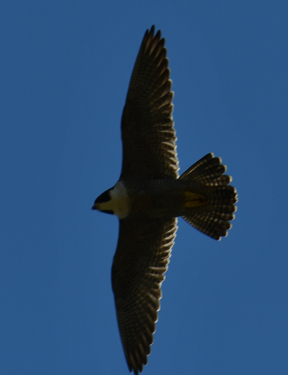 Peregrine Falcon - ML644824465