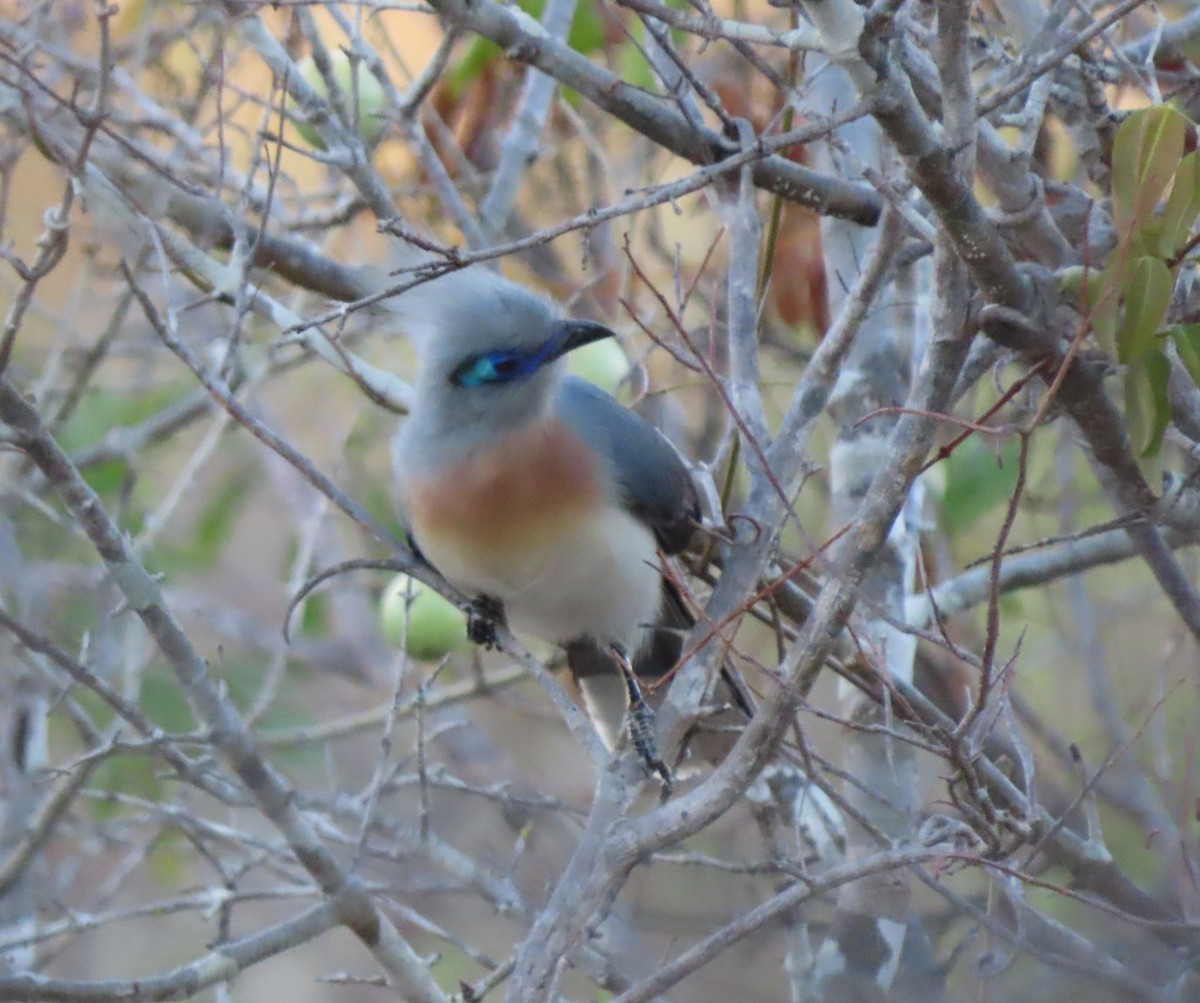 Tepeli Kua (cristata/dumonti) - ML644824469