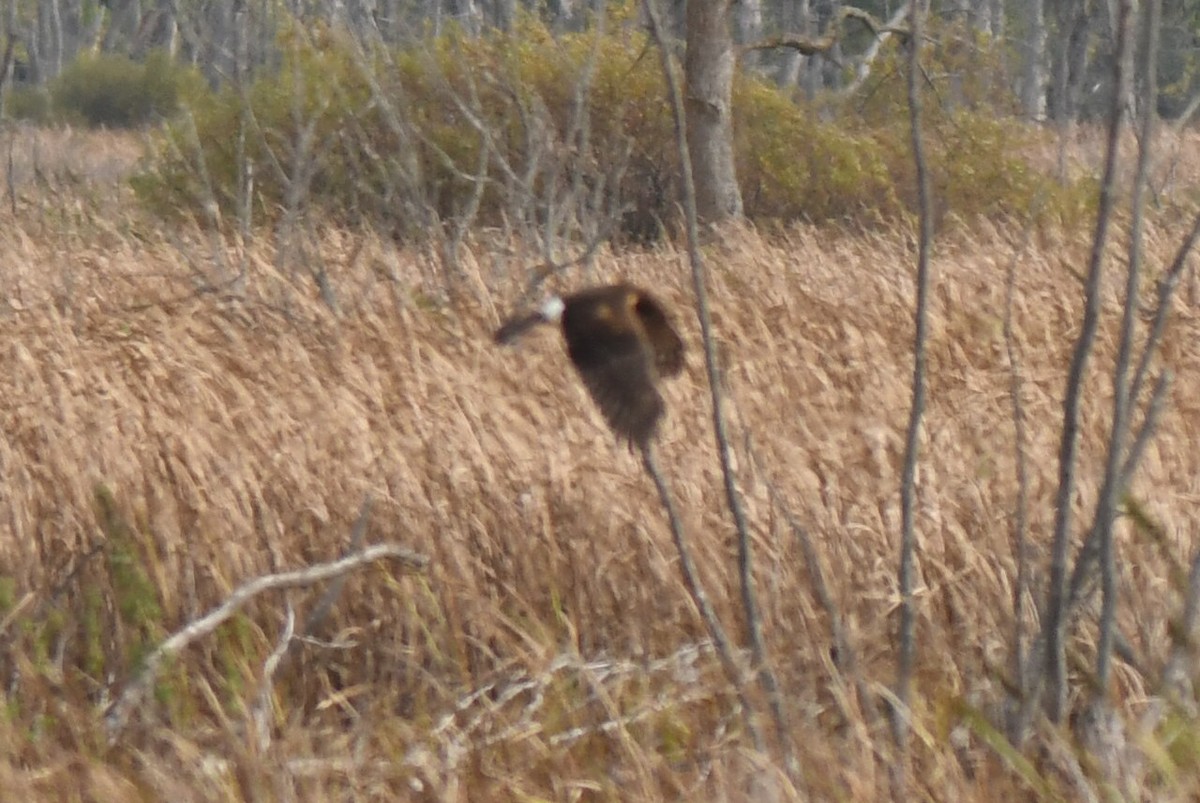 Busard des marais - ML644824475