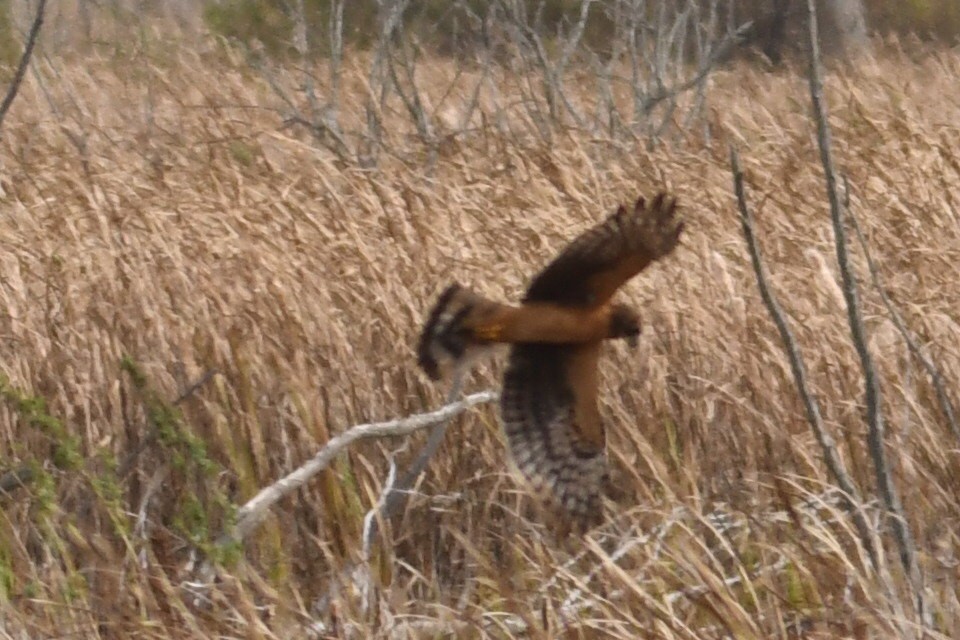 Busard des marais - ML644824476