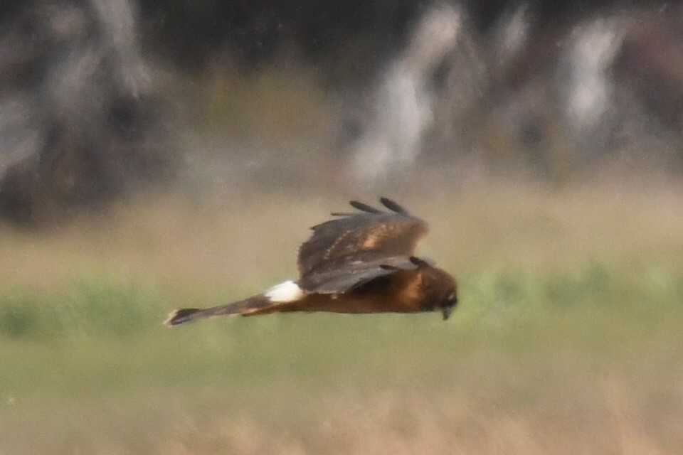 Busard des marais - ML644824477