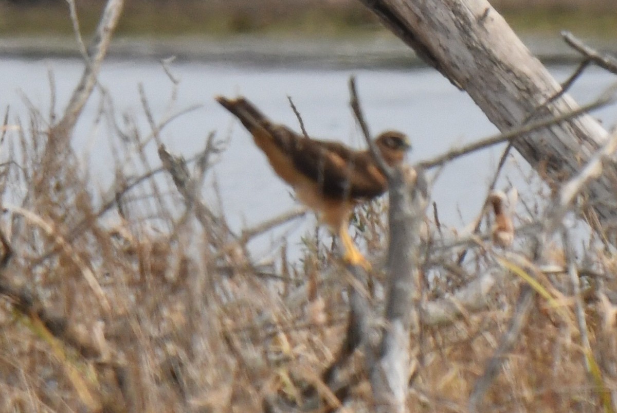 Busard des marais - ML644824478