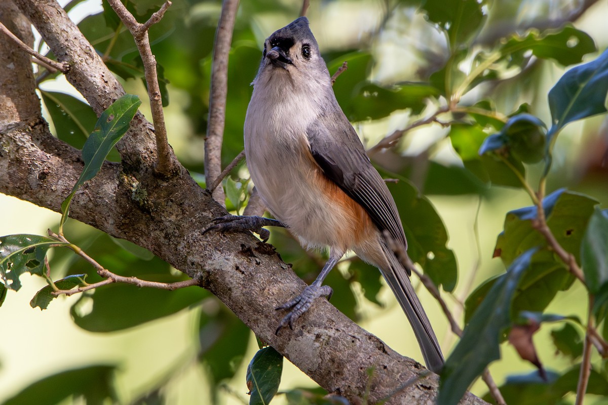 Американская гренадерка - ML644824484