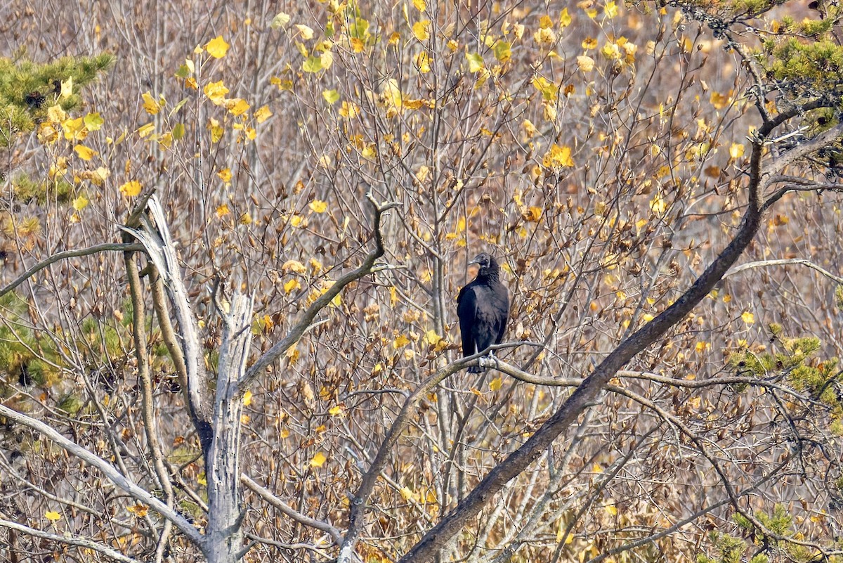 Чёрная катарта - ML644824485