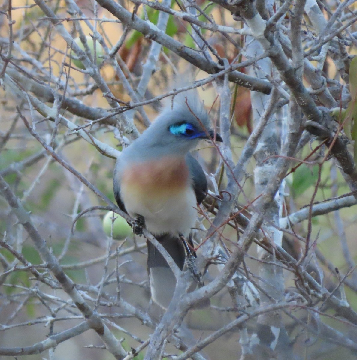 Tepeli Kua (cristata/dumonti) - ML644824486