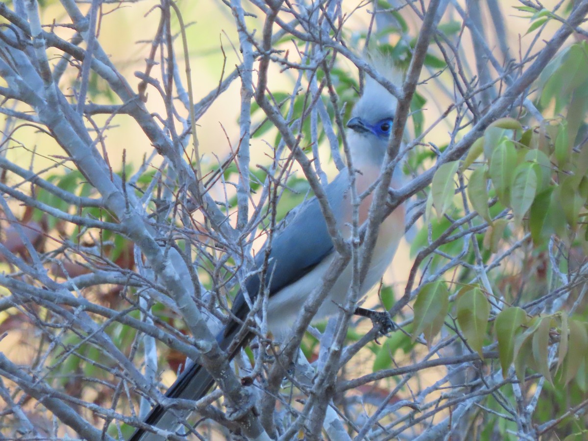 Tepeli Kua (cristata/dumonti) - ML644824489