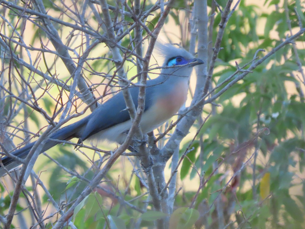 Tepeli Kua (cristata/dumonti) - ML644824492