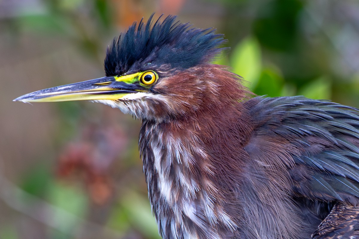 Green Heron - ML644824493