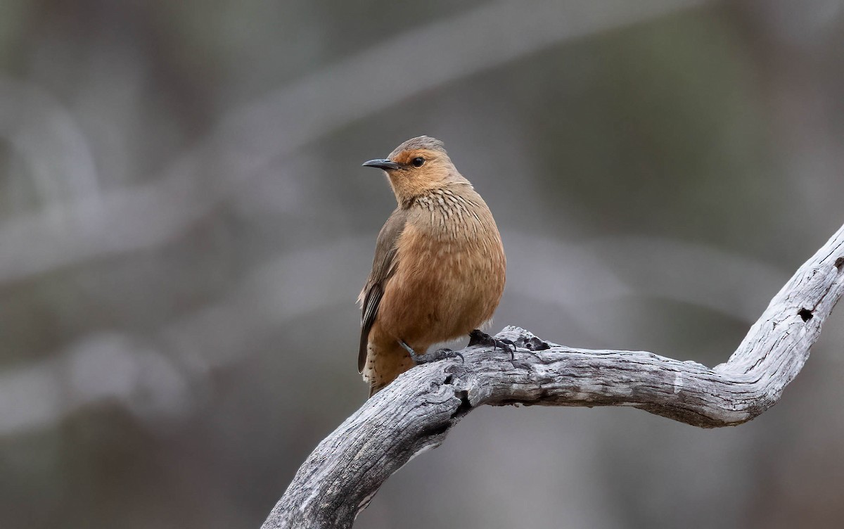 Rufous Treecreeper - ML644824494