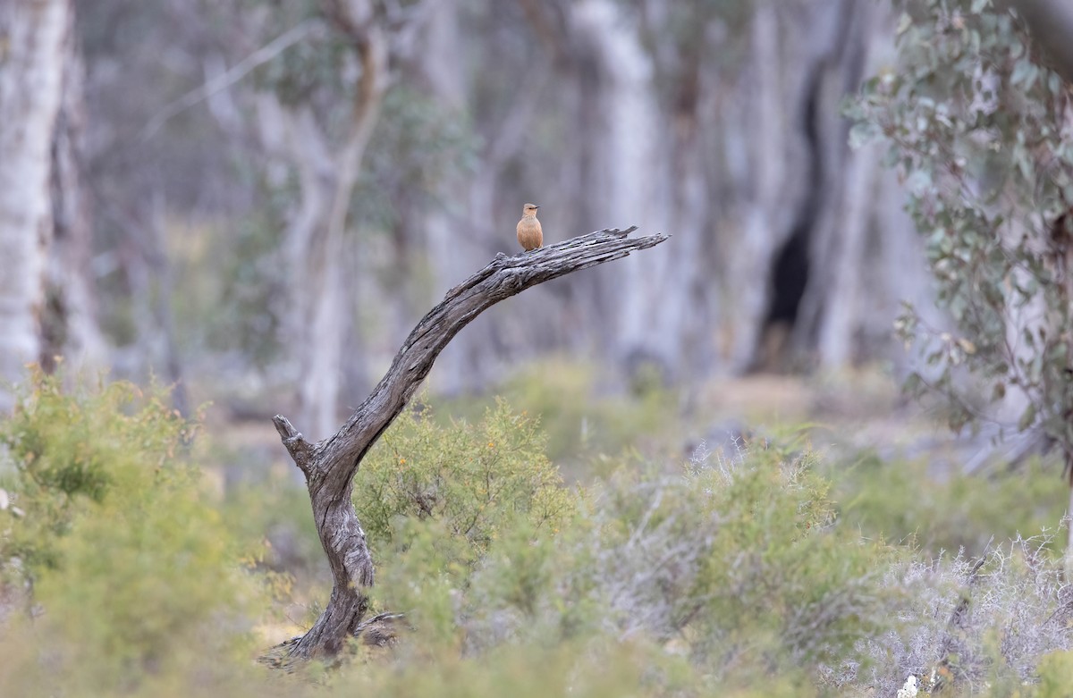 Rufous Treecreeper - ML644824495
