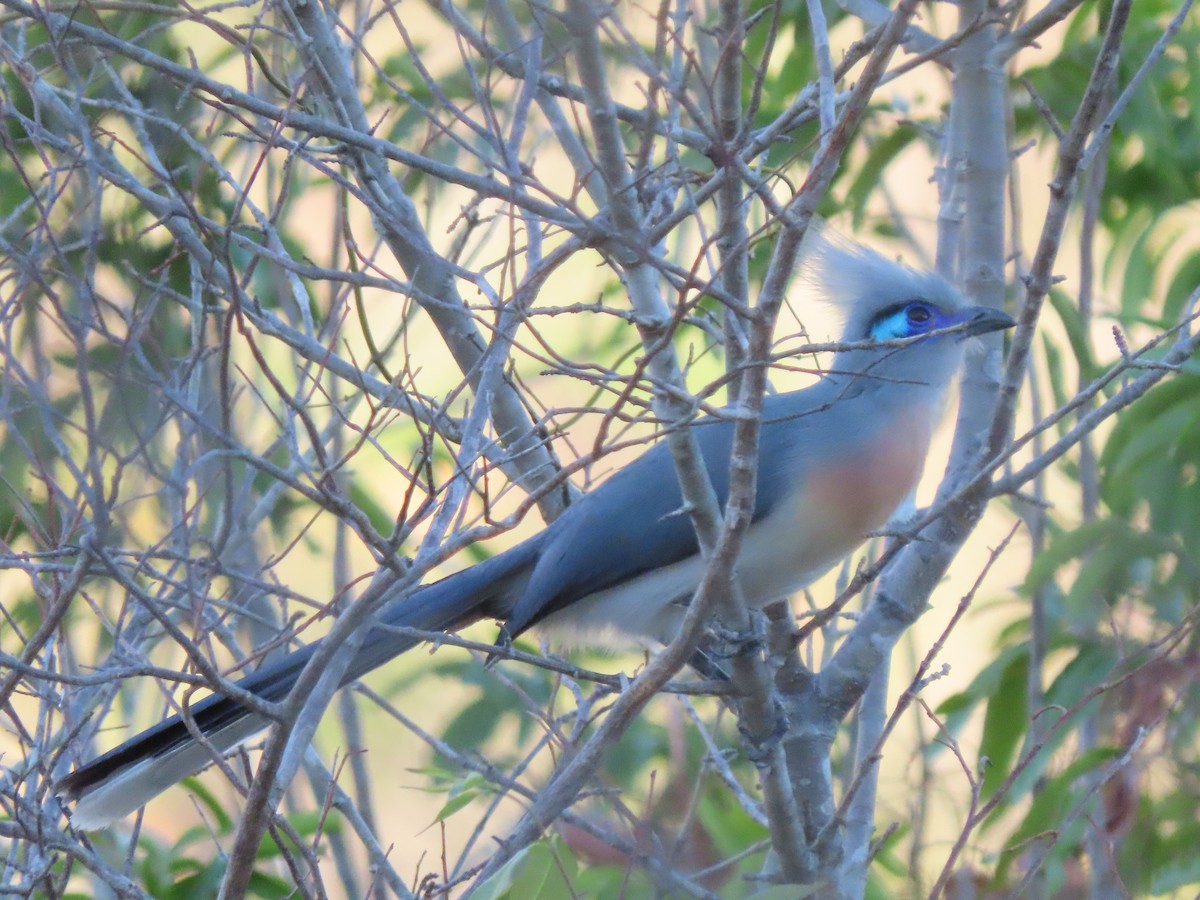 Tepeli Kua (cristata/dumonti) - ML644824496