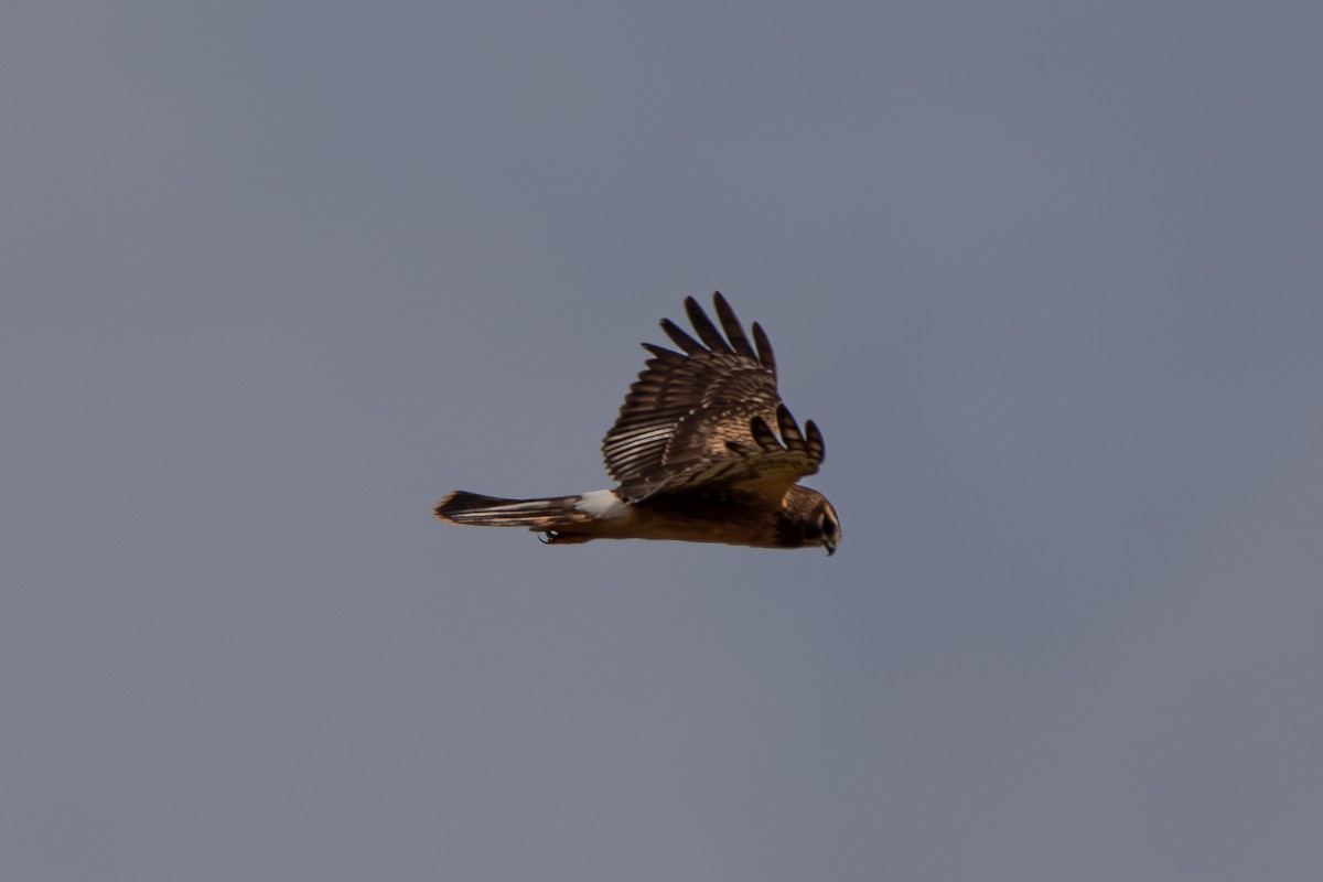 Northern Harrier - ML644824498
