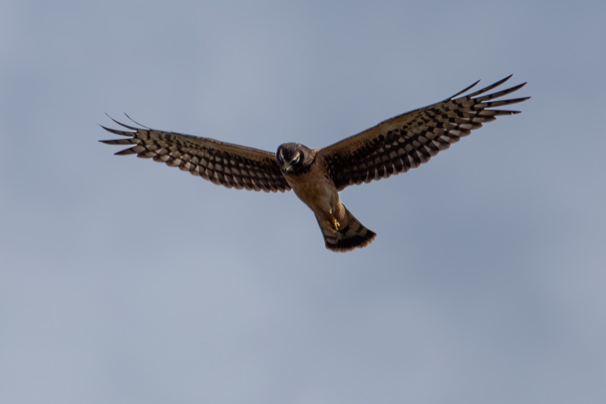 Northern Harrier - ML644824499