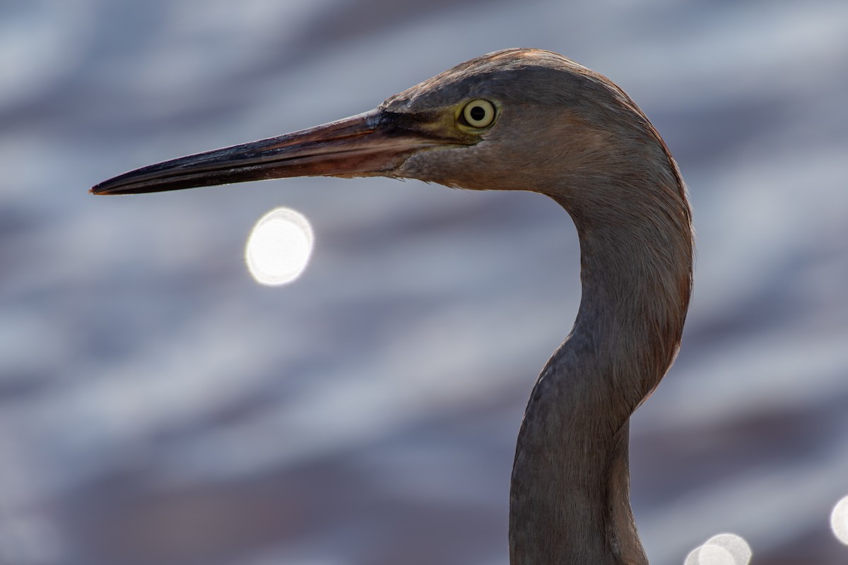 Reddish Egret - ML644824503