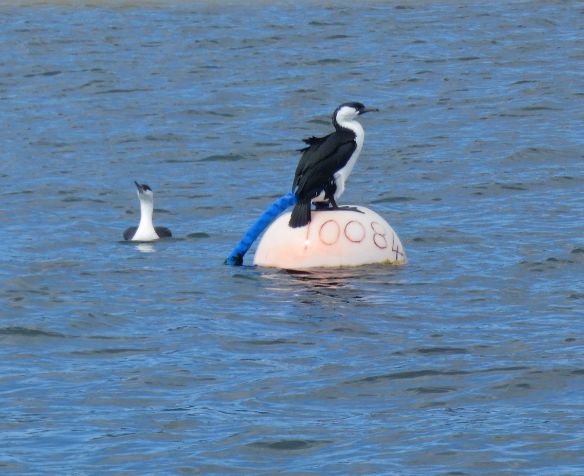 Black-faced Cormorant - ML644824504
