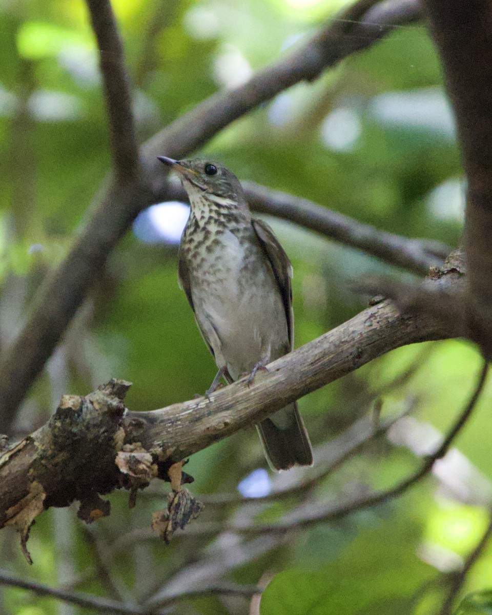 Gray-cheeked Thrush - ML644824512