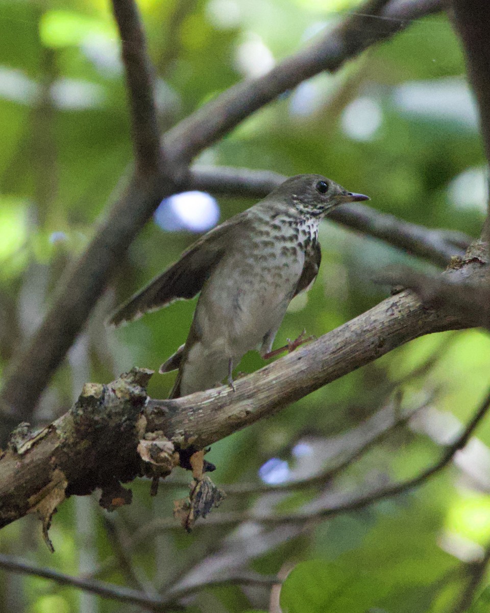 Gray-cheeked Thrush - ML644824513