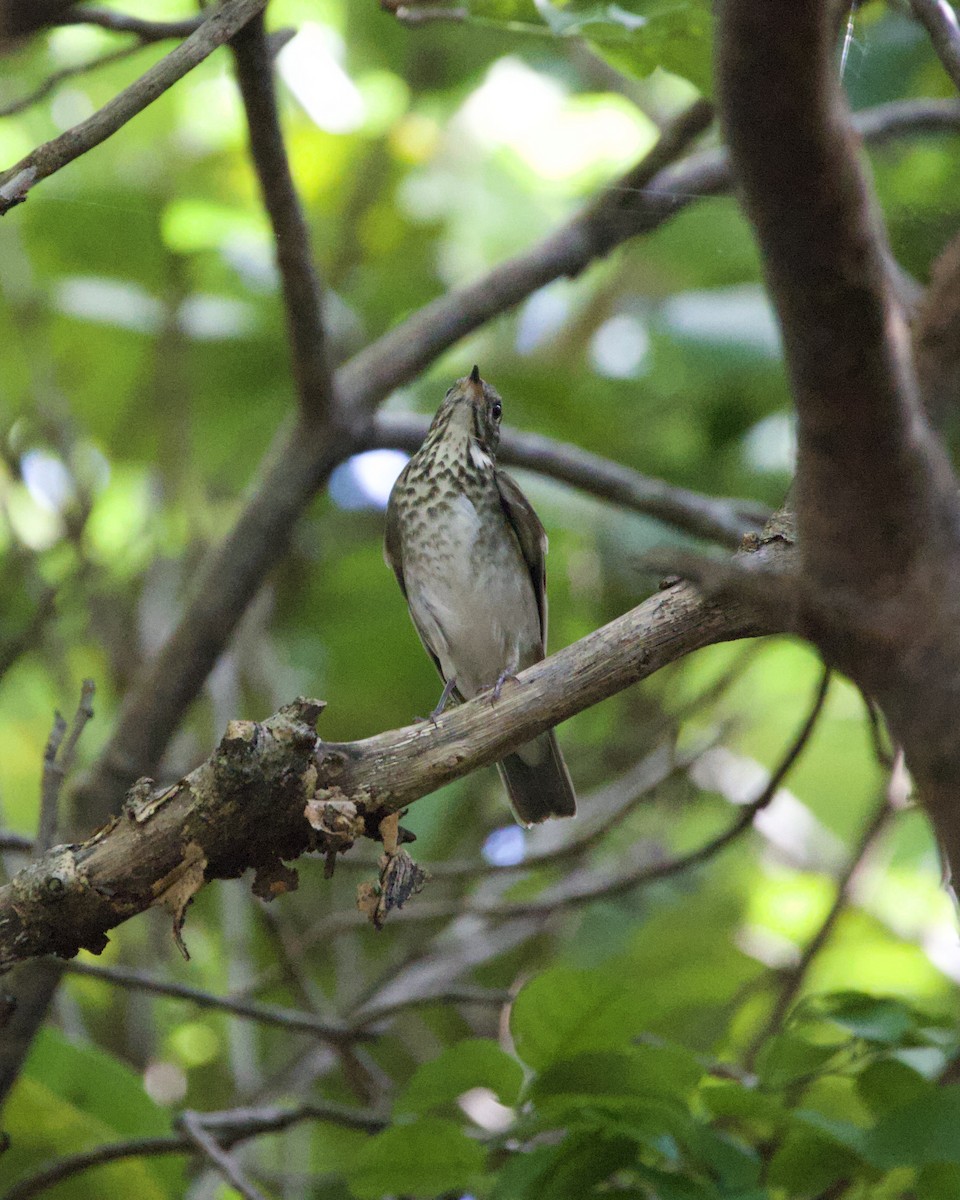 Gray-cheeked Thrush - ML644824514