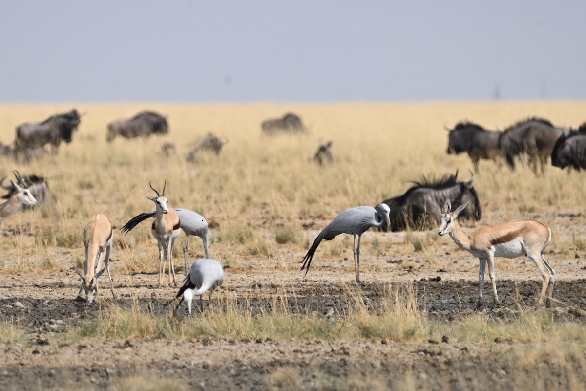 Blue Crane - ML644824515