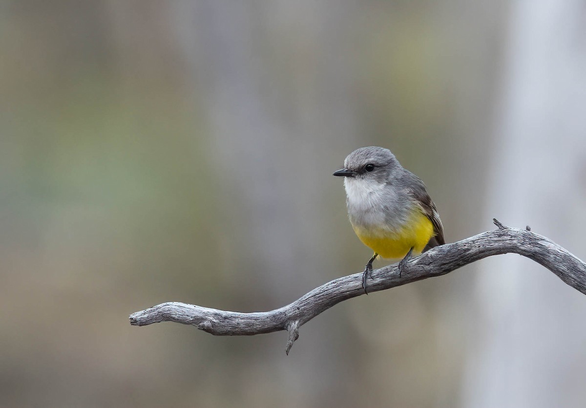 Western Yellow Robin - ML644824525