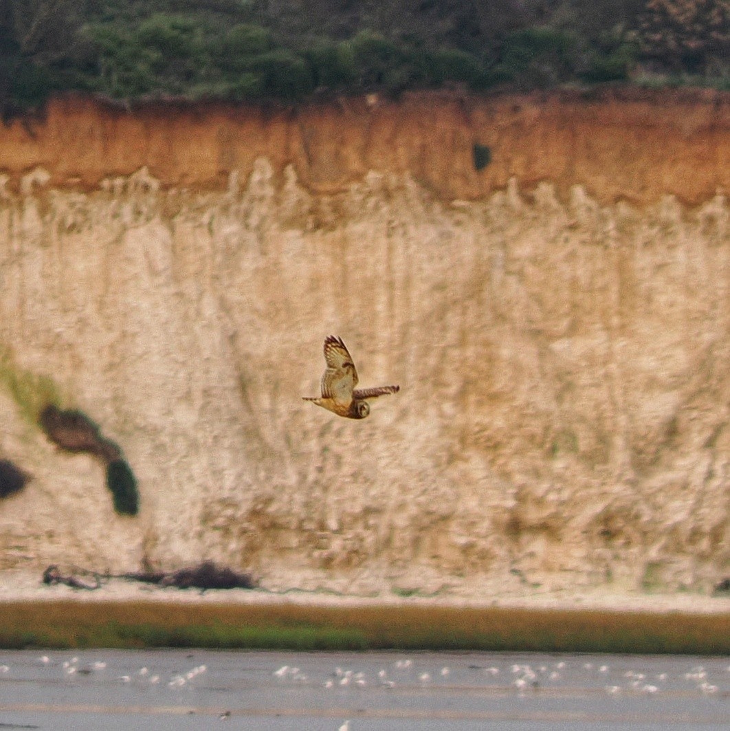 短耳鴞 - ML644824539